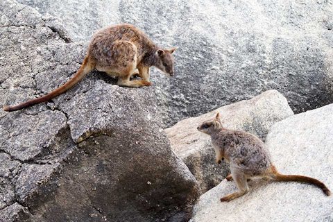 Mareeba Rock-wallaby (Petrogale mareeba)